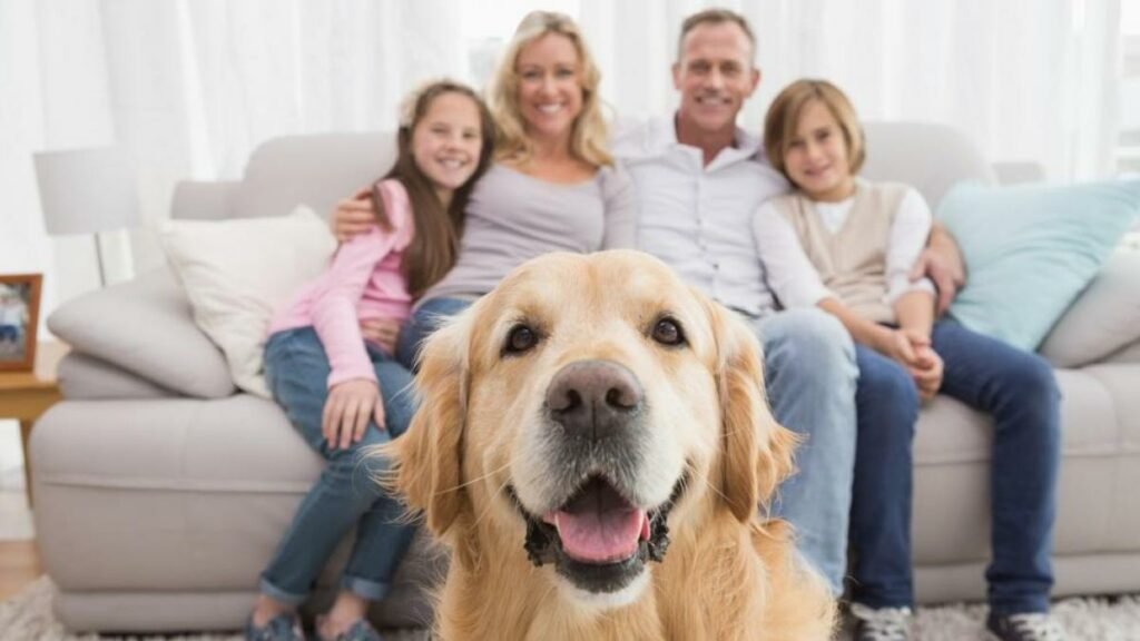 Ocho cosas que necesita tu perro