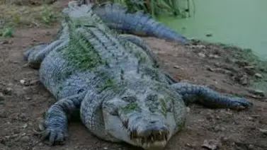 Un hombre posa junto a un cocodrilo de 4 metros Un hombre posa junto a un cocodrilo de 4 metros
