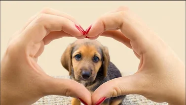 Situación socioeconómica en Venezuela complica crianza de mascotas