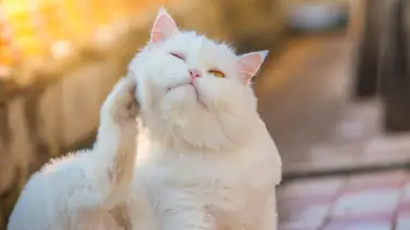 Enfermedades de la piel en los gatos Enfermedades de la piel en los gatos