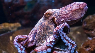 Anuncian proyecto sobre el bienestar animal en el Reino Unido