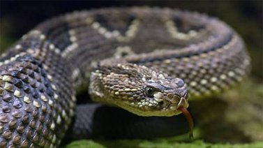Una sustancia extraída de veneno de serpiente modula coagulación sanguínea