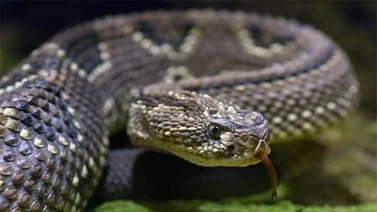 Una sustancia extraída de veneno de serpiente modula coagulación sanguínea