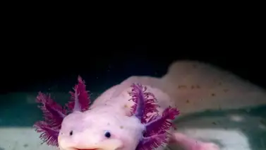 Una cría de ajolote mexicano es rescatada en una iglesia venezolana Una cría de ajolote mexicano es rescatada en una iglesia venezolana