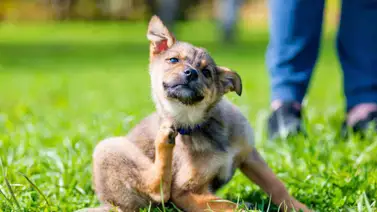 Cómo eliminar efectivamente las pulgas en los perros Cómo eliminar efectivamente las pulgas en los perros