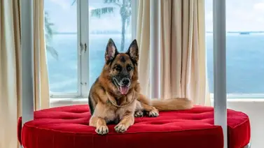 Ponen en venta la casa en Miami del perro más rico del mundo Ponen en venta la casa en Miami del perro más rico del mundo