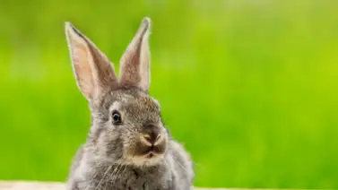 Cuidados básicos que requieren los conejos Cuidados básicos que requieren los conejos