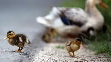 Sacrifican 38.000 patos en Hungría tras detectarse dos focos de gripe aviar Sacrifican 38.000 patos en Hungría tras detectarse dos focos de gripe aviar