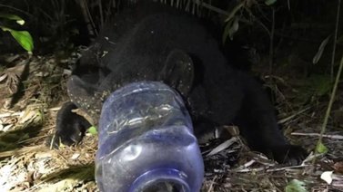 Liberan a osa que deambuló en EE.UU. con un envase plástico en su cabeza (+Video)