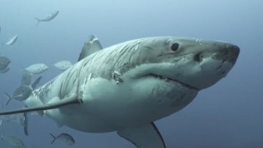Muestran al tiburón blanco "más herido del mundo" (+Video)
