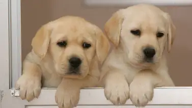 El maltrato animal se dispara exponencialmente en Venezuela El maltrato animal se dispara exponencialmente en Venezuela