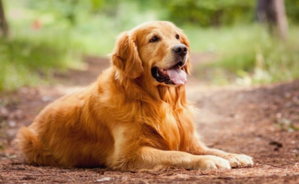 Perros recomendados para los niños con autismo Perros recomendados para los niños con autismo