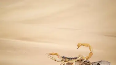 Al menos 500 heridos y tres muertos deja una plaga de escorpiones en Egipto (+Video) Al menos 500 heridos y tres muertos deja una plaga de escorpiones en Egipto (+Video)