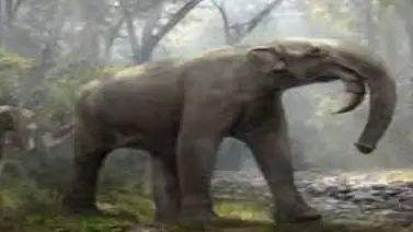 Estudian el único esqueleto hallado en Europa de una cría de elefante antiguo Estudian el único esqueleto hallado en Europa de una cría de elefante antiguo