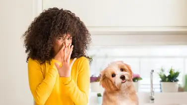 Ideas para que tu casa no huela a mascotas Ideas para que tu casa no huela a mascotas