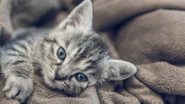 Dos menores meten a un gato en una lavadora por video viral