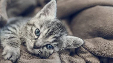 Dos menores meten a un gato en una lavadora por video viral