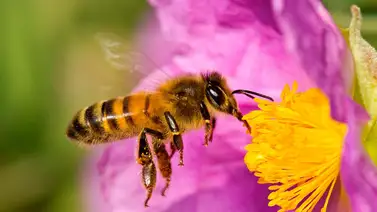 Las abejas son las polinizadoras por excelencia Las abejas son las polinizadoras por excelencia