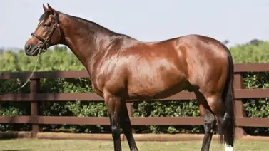 Suspenden a voluntaria de club ecuestre por agredir a un caballo Suspenden a voluntaria de club ecuestre por agredir a un caballo