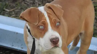 Hombre pasará 10 años en la cárcel por atacar a puñaladas a un perro Hombre pasará 10 años en la cárcel por atacar a puñaladas a un perro