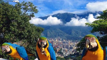 Las guacamayas "adoptadas" como símbolo colorido de Caracas