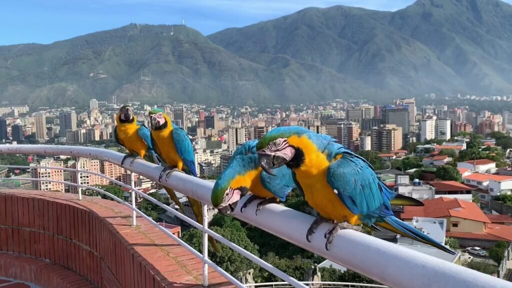 Las guacamayas "adoptadas" como símbolo colorido de Caracas Las guacamayas "adoptadas" como símbolo colorido de Caracas