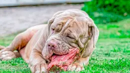 ¿Puedo darle alimentos crudos al perro?