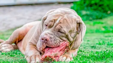 ¿Puedo darle alimentos crudos al perro? ¿Puedo darle alimentos crudos al perro?