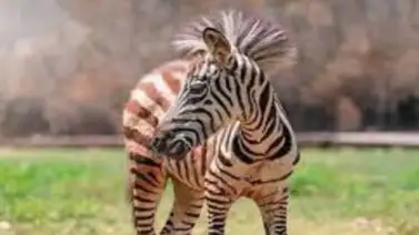 Bebé cebra nace en el zoológico de la ciudad colombiana de Cali Bebé cebra nace en el zoológico de la ciudad colombiana de Cali