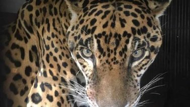 Fallece el jaguar Caroní que vivía en cautiverio en el Parque del Este