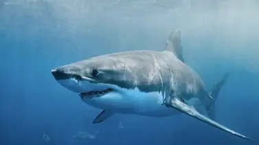 Desaparece un hombre por el ataque de un tiburón en Australia Desaparece un hombre por el ataque de un tiburón en Australia