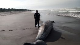 Aparece una ballena muerta de 15,70 metros en una playa de El Salvador