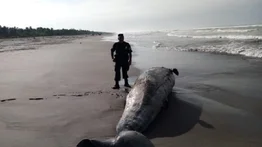Aparece una ballena muerta de 15,70 metros en una playa de El Salvador