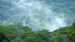 Costa Rica recibirá 20 millones de dólares para la protección de sus bosques