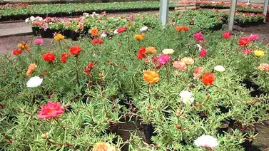 Cómo cuidar tus plantas y mantenerlas llenas de vida Cómo cuidar tus plantas y mantenerlas llenas de vida