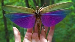 Saltamontes Titanacris: el hada del bosque