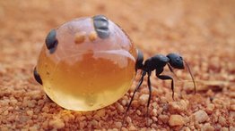 Hormigas mieleras: recolectoras de néctar