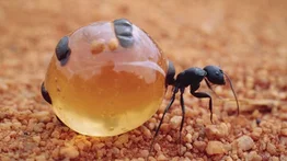 Hormigas mieleras: recolectoras de néctar