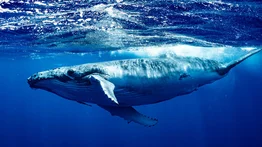 Descubren que las ballenas son cruciales para la salud del ecosistema marino