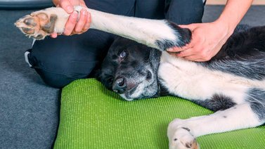 La artritis en los perros