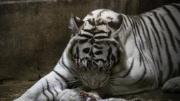 Nacen tres tigres blancos de bengala en Zoológico de Nicaragua
