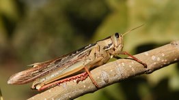 Saltamontes “gigante” causa furor dentro de una casa (+Video)