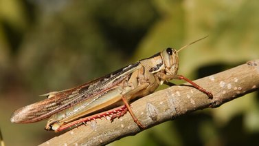 Saltamontes “gigante” causa furor dentro de una casa (+Video)