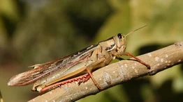 Saltamontes “gigante” causa furor dentro de una casa (+Video)