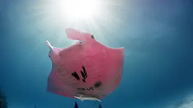 Eritrismo: anomalía pigmentaria en los animales Eritrismo: anomalía pigmentaria en los animales