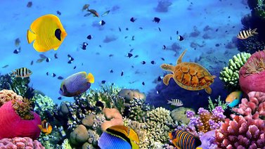 Peces incompatibles entre sí