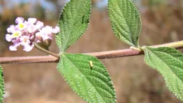 Detectan compuesto en una planta que podría contrarrestar células cancerosas