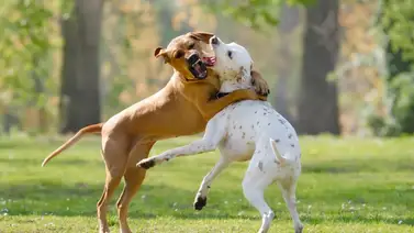 ¿Qué hacer ante la pelea de tu perro o gato con otro animal? ¿Qué hacer ante la pelea de tu perro o gato con otro animal?