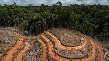 Deforestación aumenta por falta de gas y luz