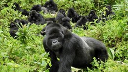 Parque de RDC cuenta con 14 gorilas nacidos este año